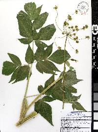 Arracacia brandegeei image