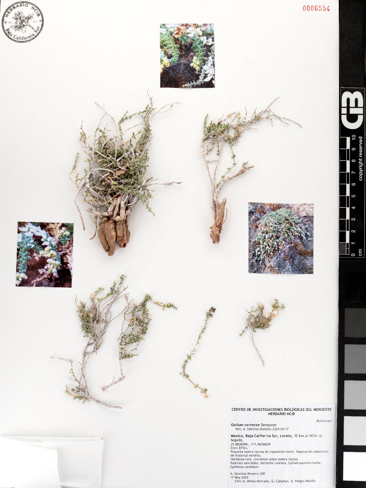 Galium carterae image