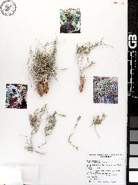 Galium carterae image