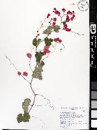 Antigonon leptopus image