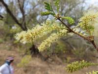 Vachellia brandegeana image