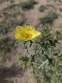 Argemone mexicana image