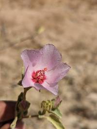 Ambrosia carduacea image