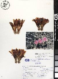 Echinocereus brandegeei image