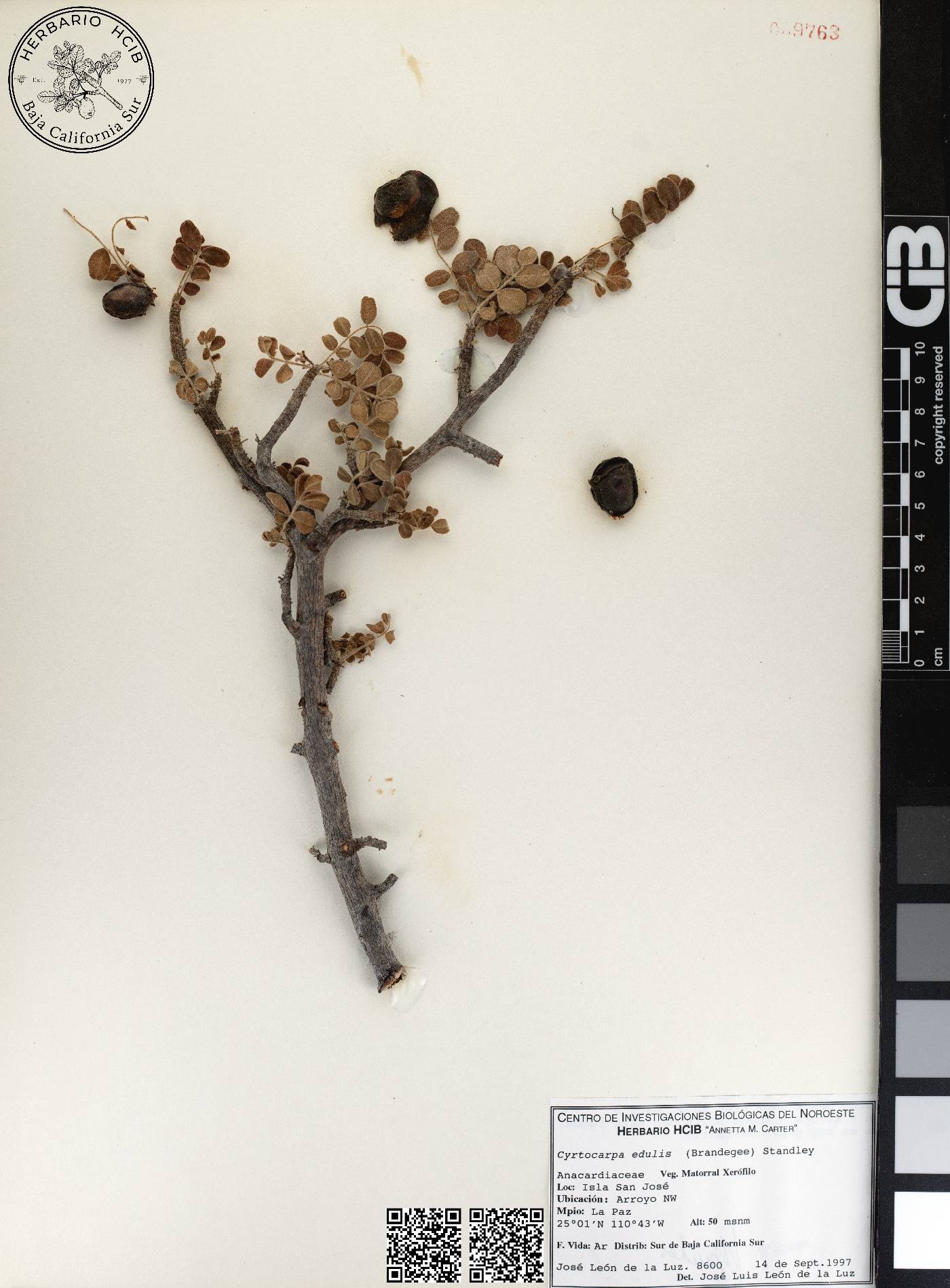 Cyrtocarpa edulis image