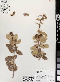 Rhus kearneyi image