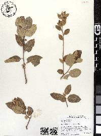 Rhus kearneyi image