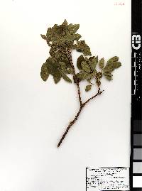 Zanthoxylum arborescens image