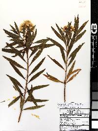 Baccharis salicifolia image