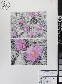 Echinocereus brandegeei image