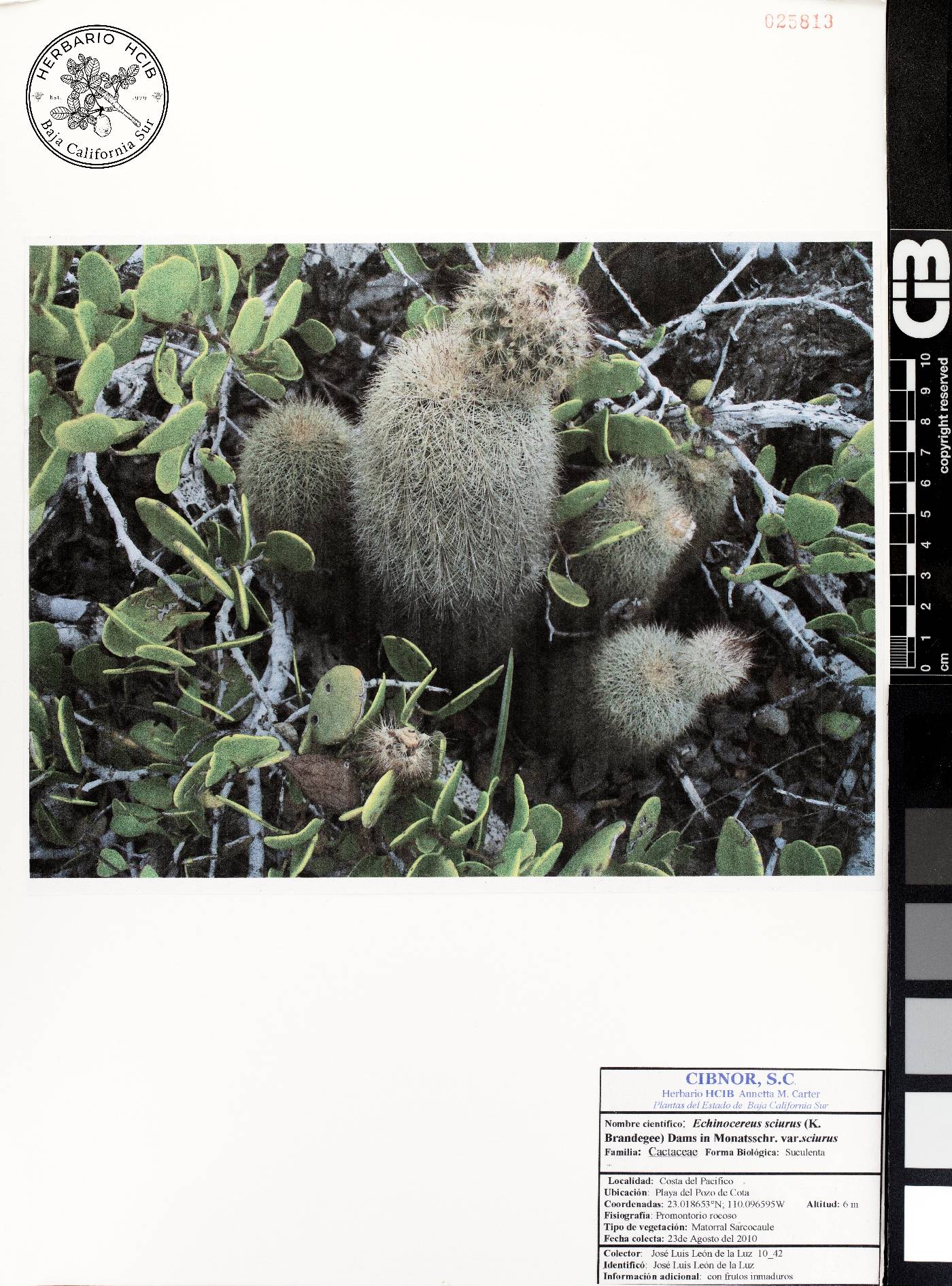 Echinocereus sciurus subsp. sciurus image