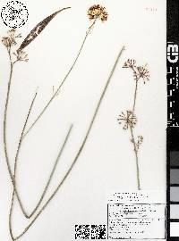 Asclepias subulata image