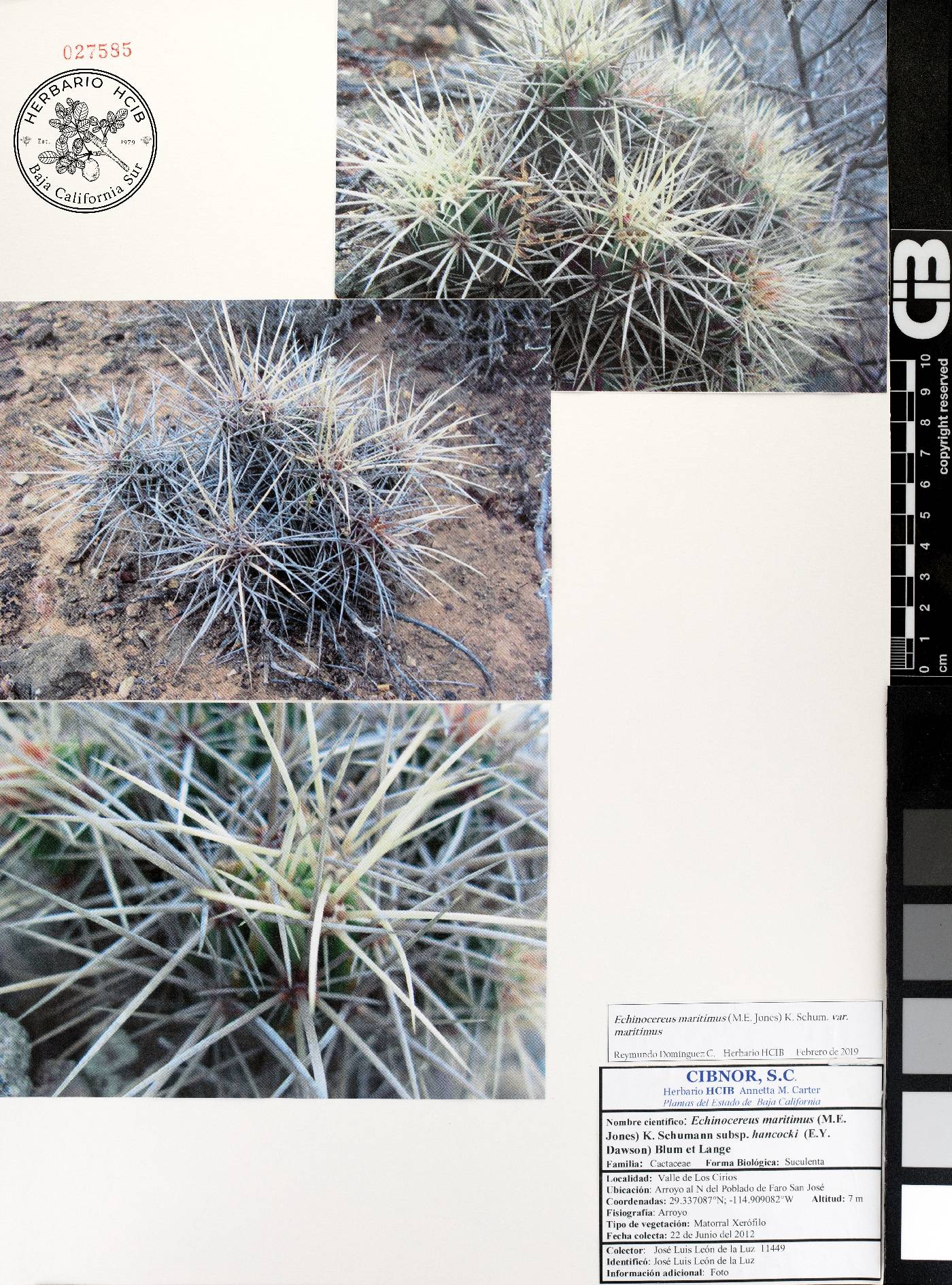 Echinocereus maritimus image