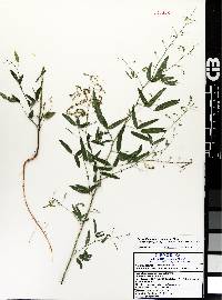 Desmodium neomexicanum image