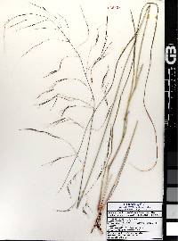 Aristida schiedeana image