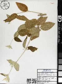 Iresine latifolia image