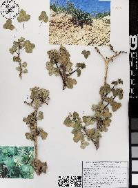 Jatropha moranii image