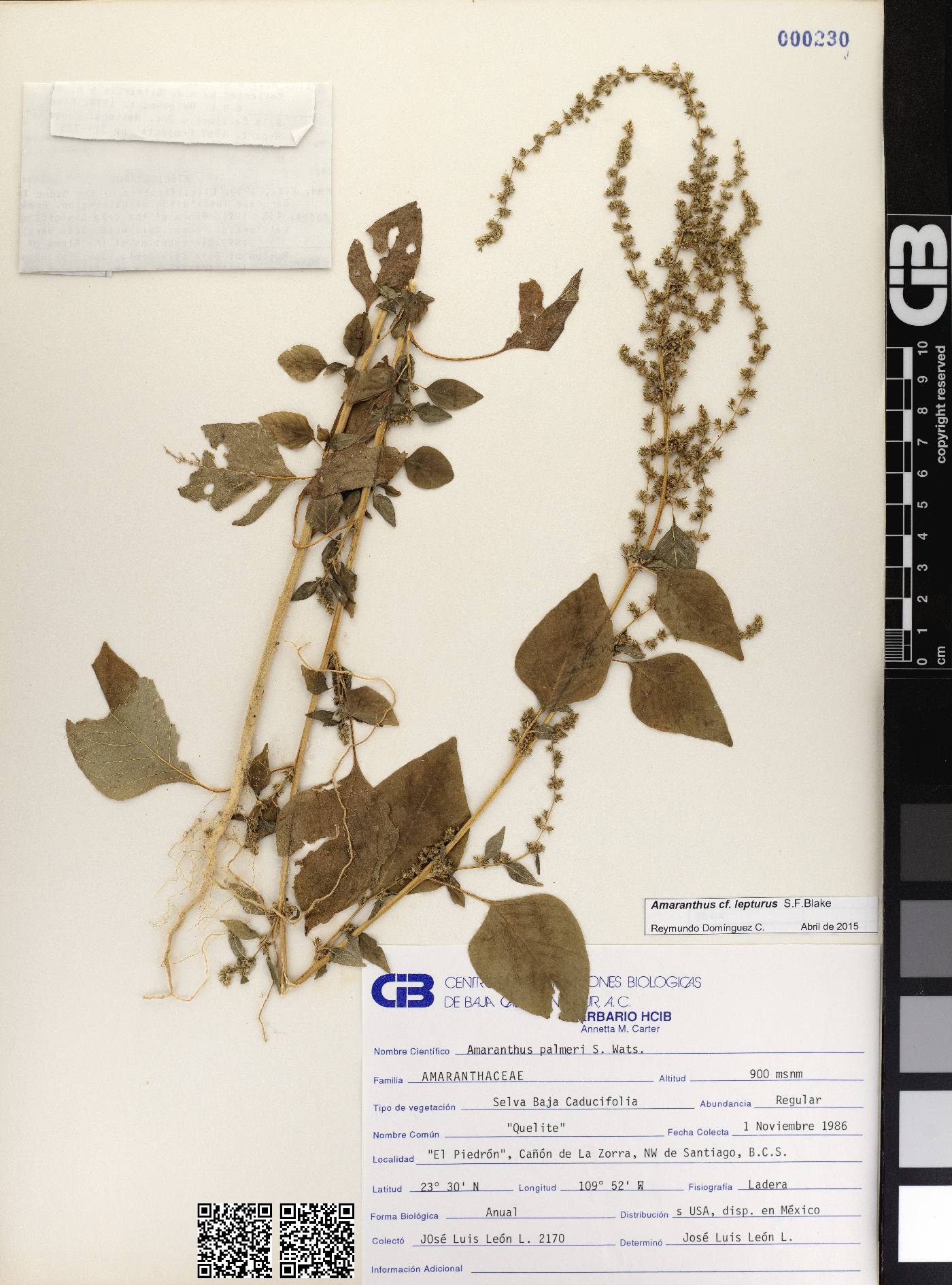 Amaranthus lepturus image