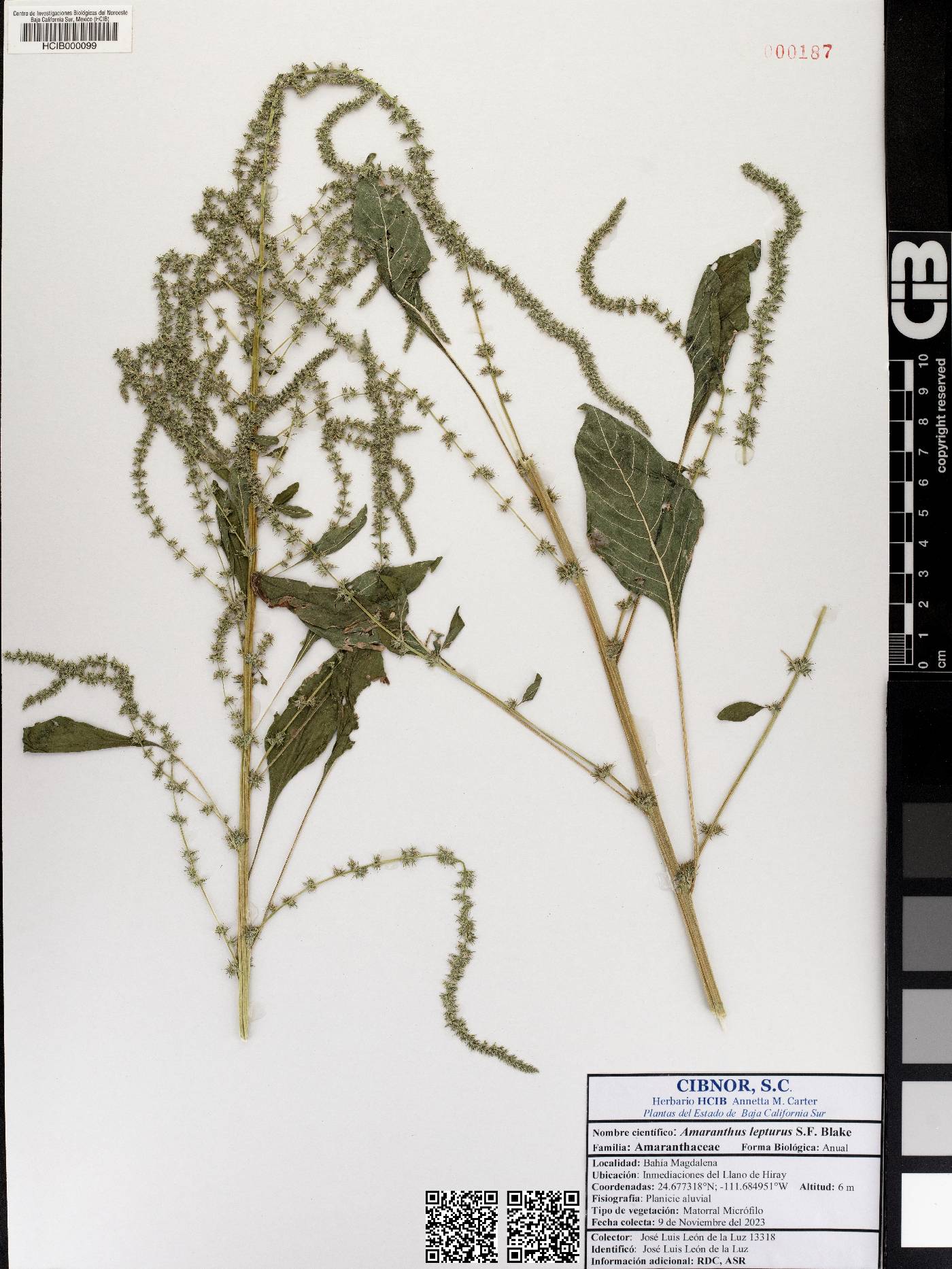 Amaranthus lepturus image