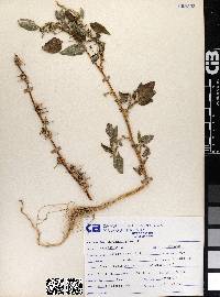 Amaranthus spinosus image