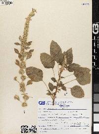 Amaranthus watsonii image