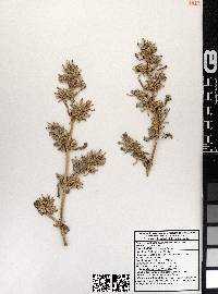 Sesuvium verrucosum image