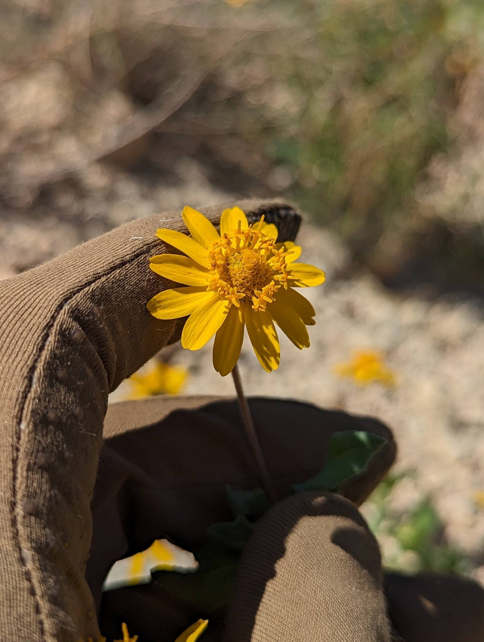 Melampodium sinuatum image