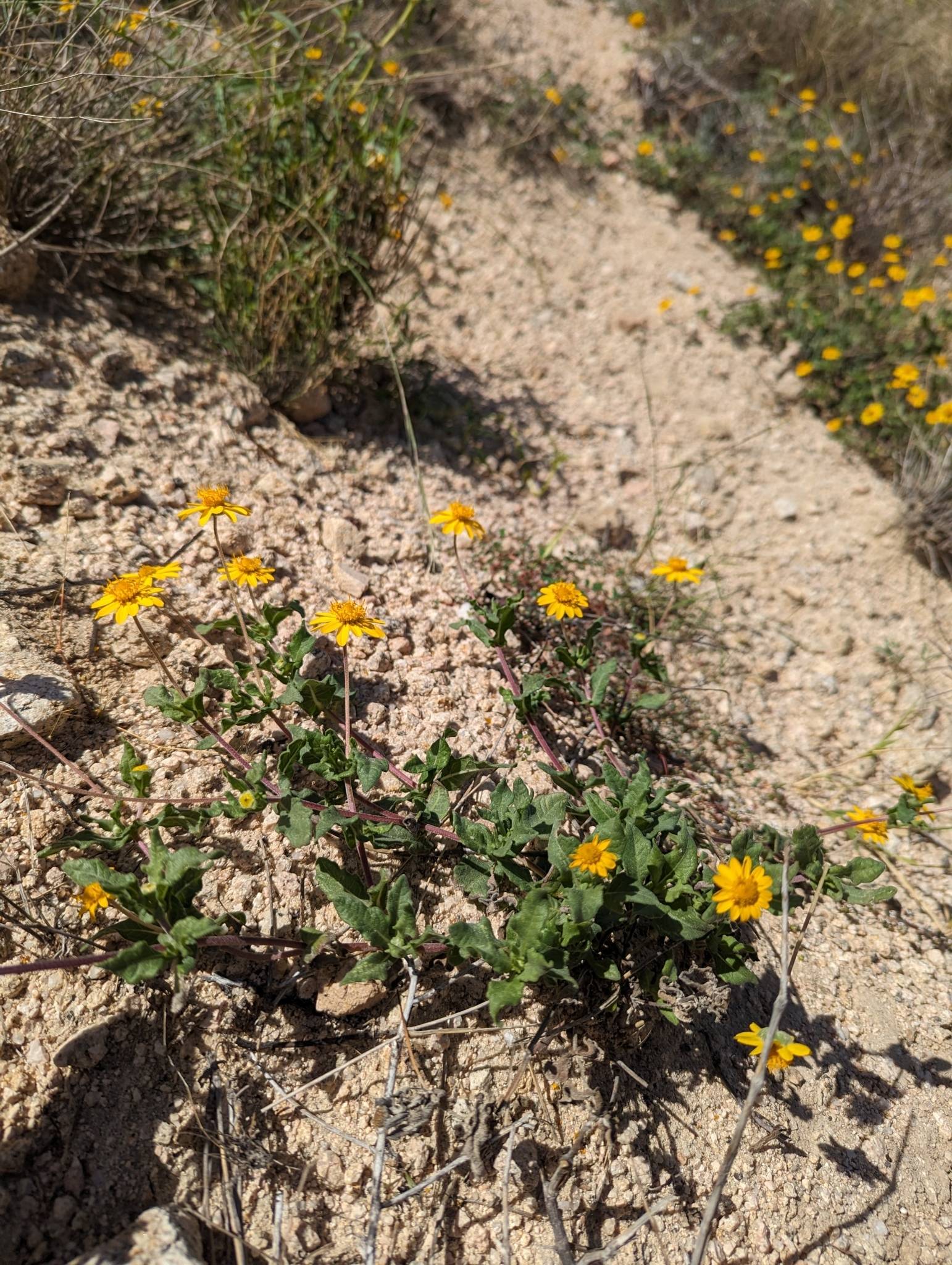 Melampodium sinuatum image