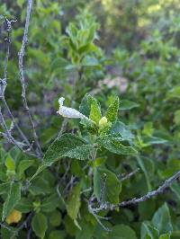 Ruellia leucantha image