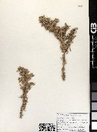 Sesuvium verrucosum image