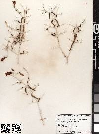 Justicia insolita subsp. insolita image