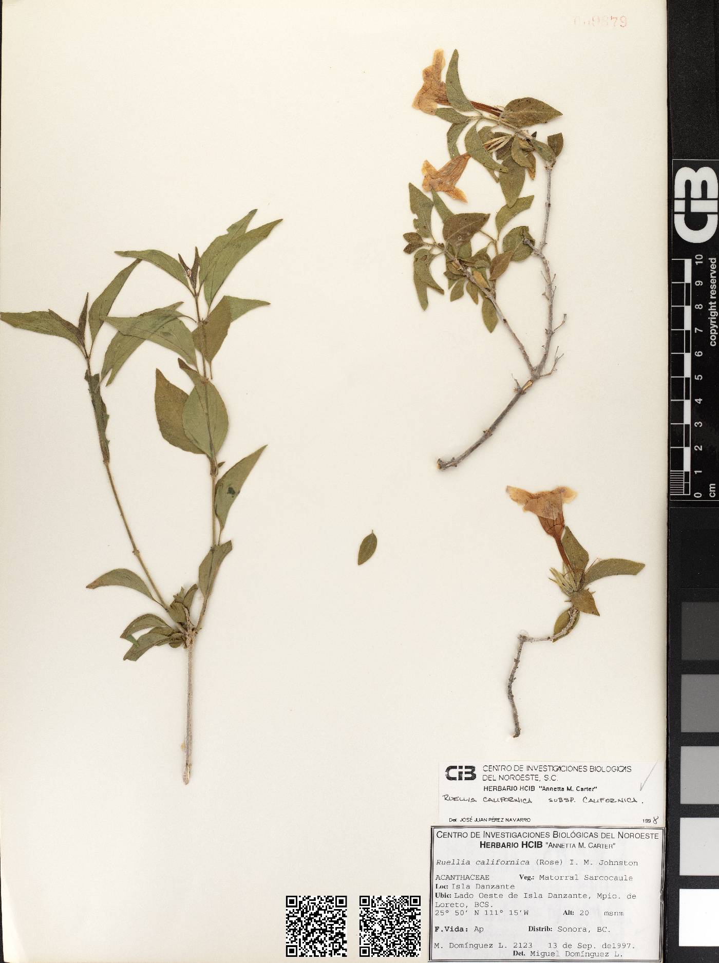 Ruellia californica subsp. californica image