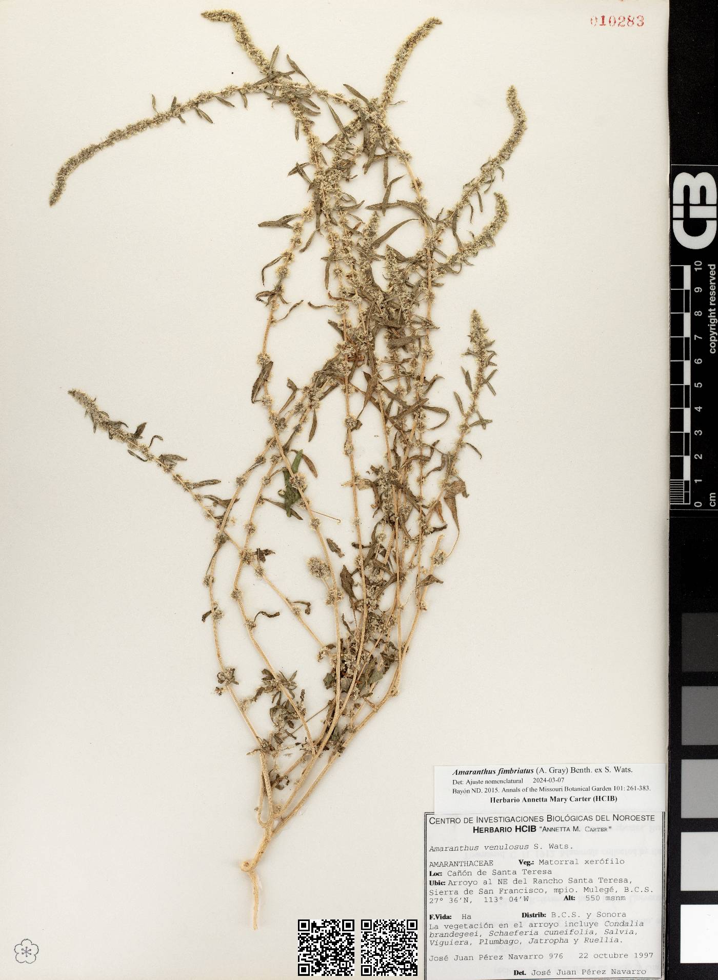 Amaranthus fimbriatus var. denticulatus image