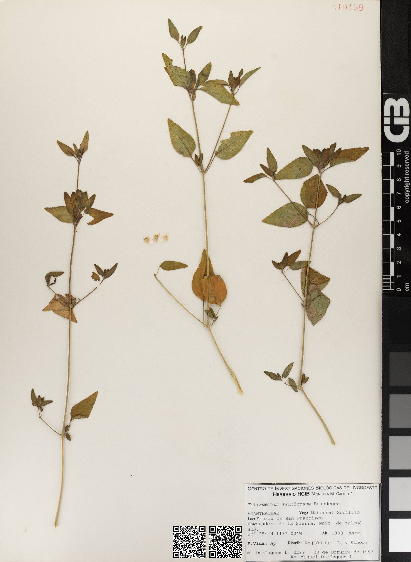 Tetramerium fruticosum image