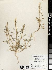 Amaranthus fimbriatus var. denticulatus image