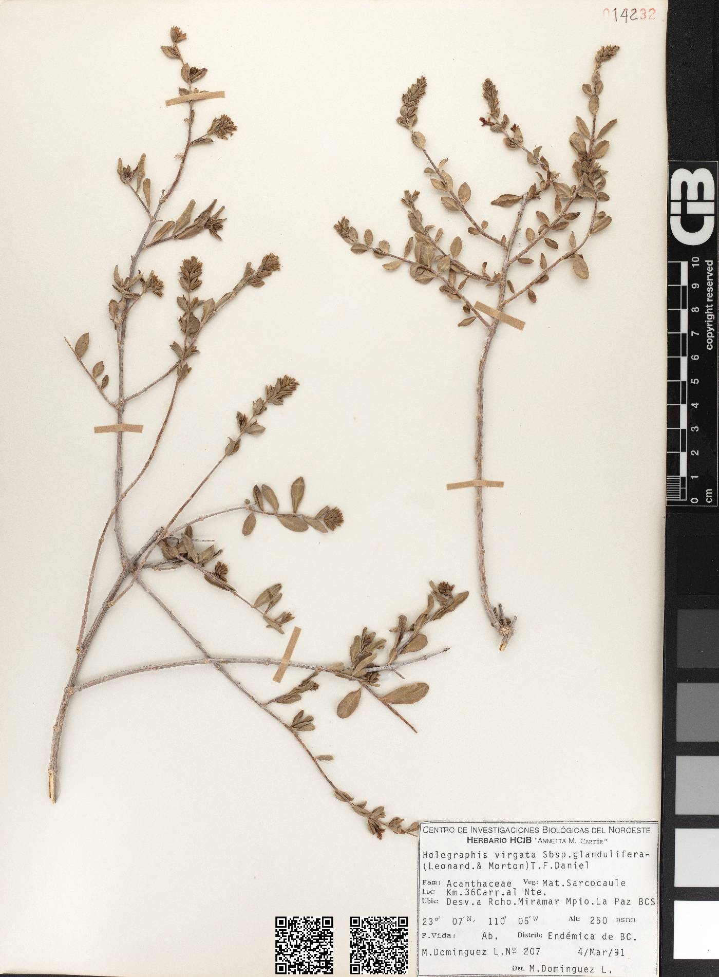 Holographis virgata subsp. glandulifera image