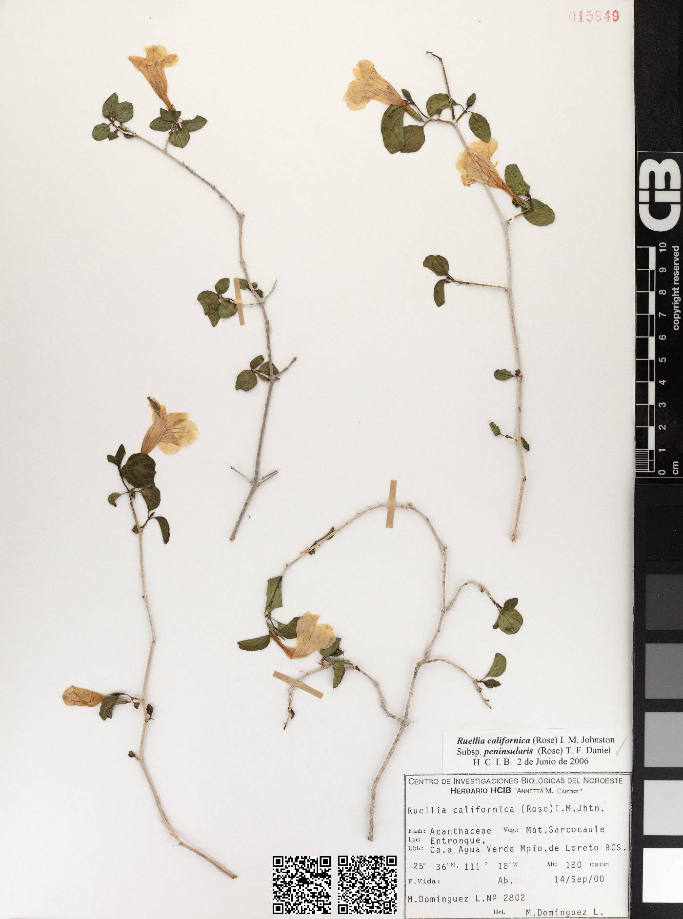 Ruellia californica subsp. peninsularis image
