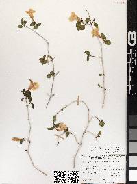Ruellia californica subsp. peninsularis image