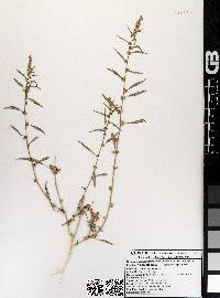 Amaranthus fimbriatus image