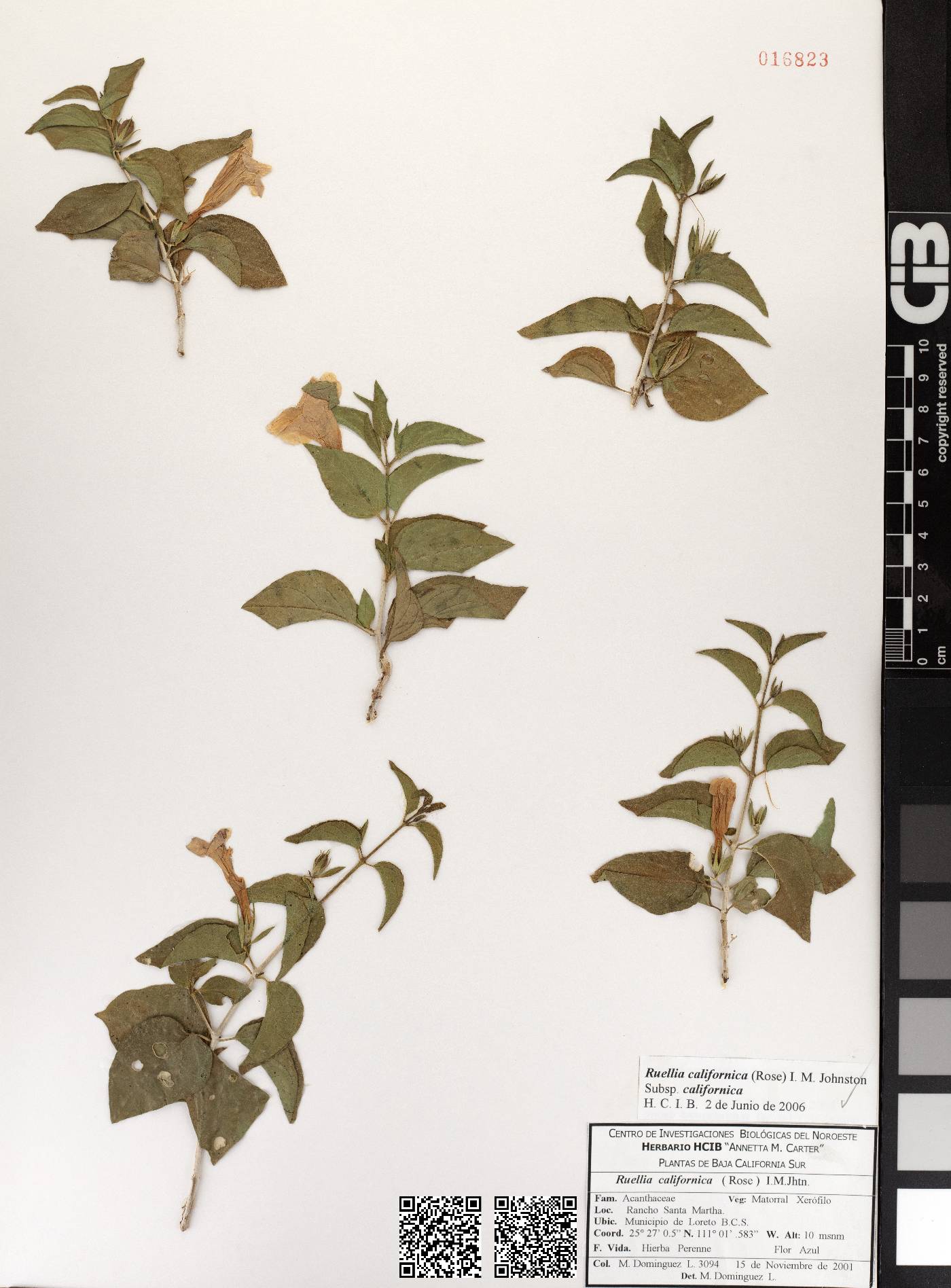 Ruellia californica subsp. californica image