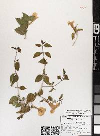 Ruellia californica subsp. peninsularis image
