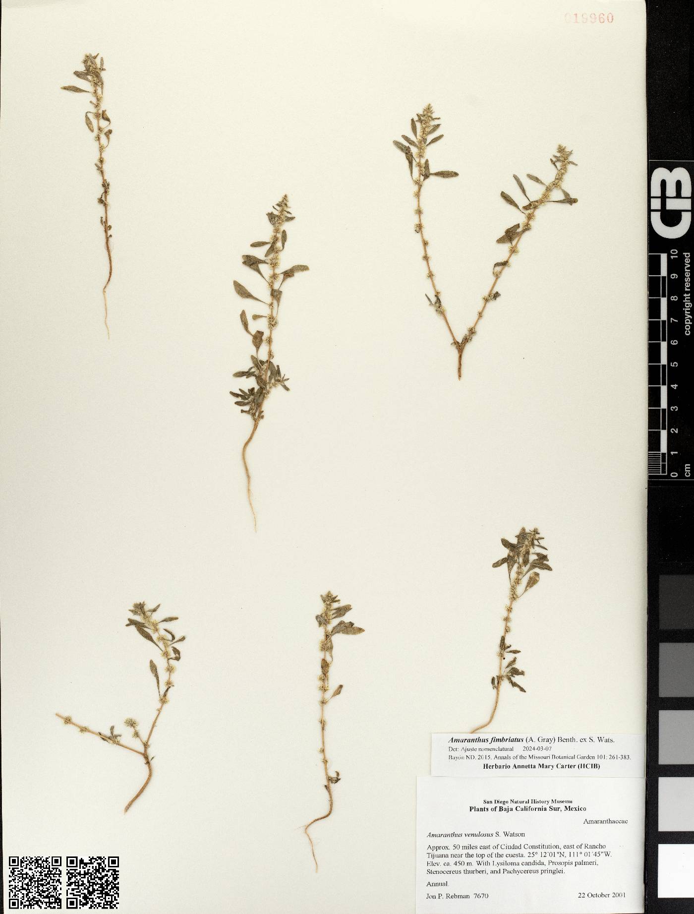 Amaranthus fimbriatus var. denticulatus image