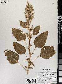 Amaranthus hybridus image