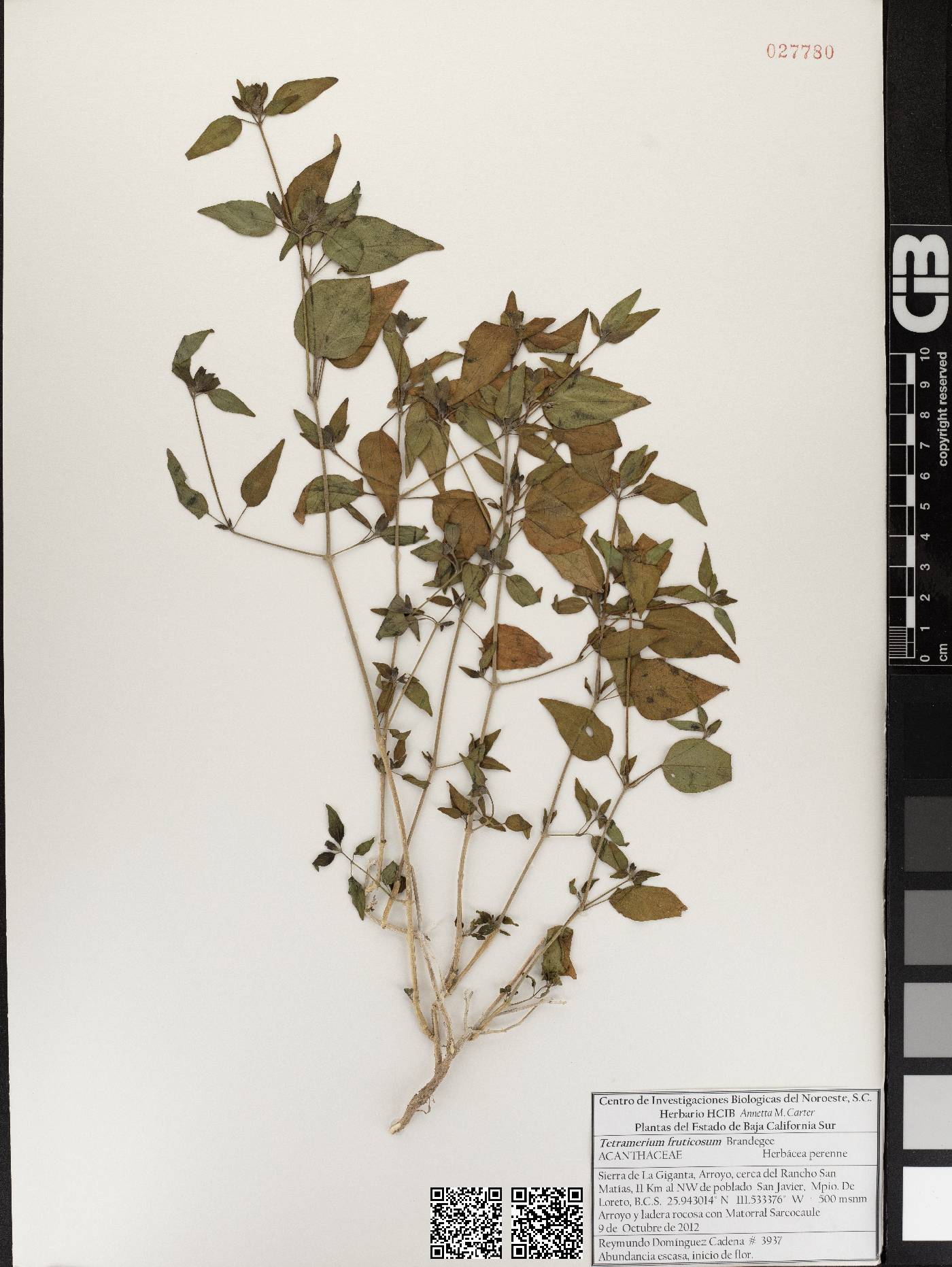 Tetramerium fruticosum image