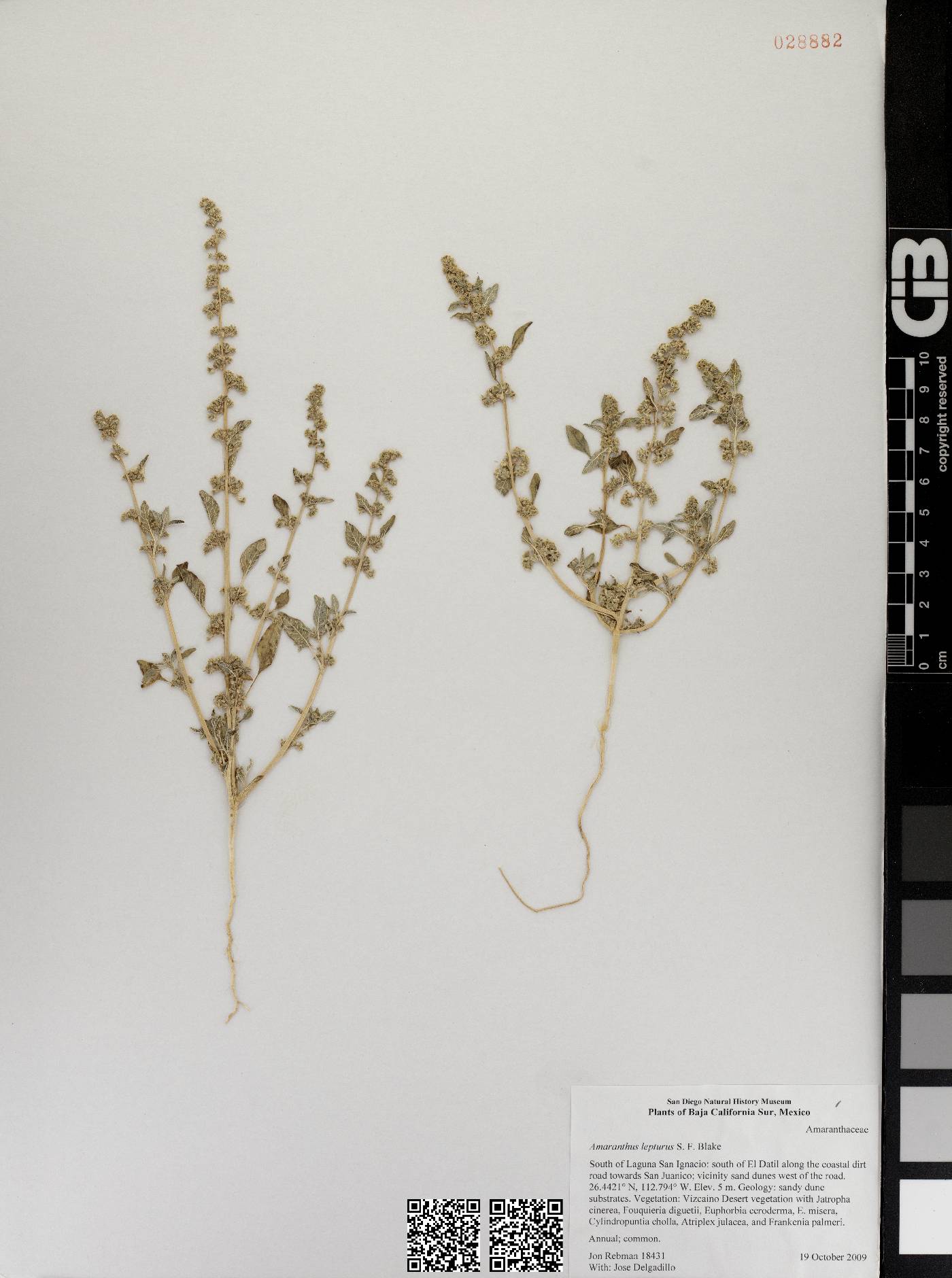 Amaranthus lepturus image