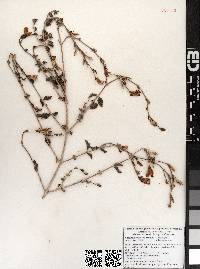Justicia insolita subsp. tastensis image