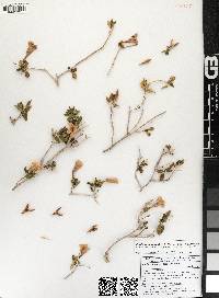 Ruellia californica subsp. californica image