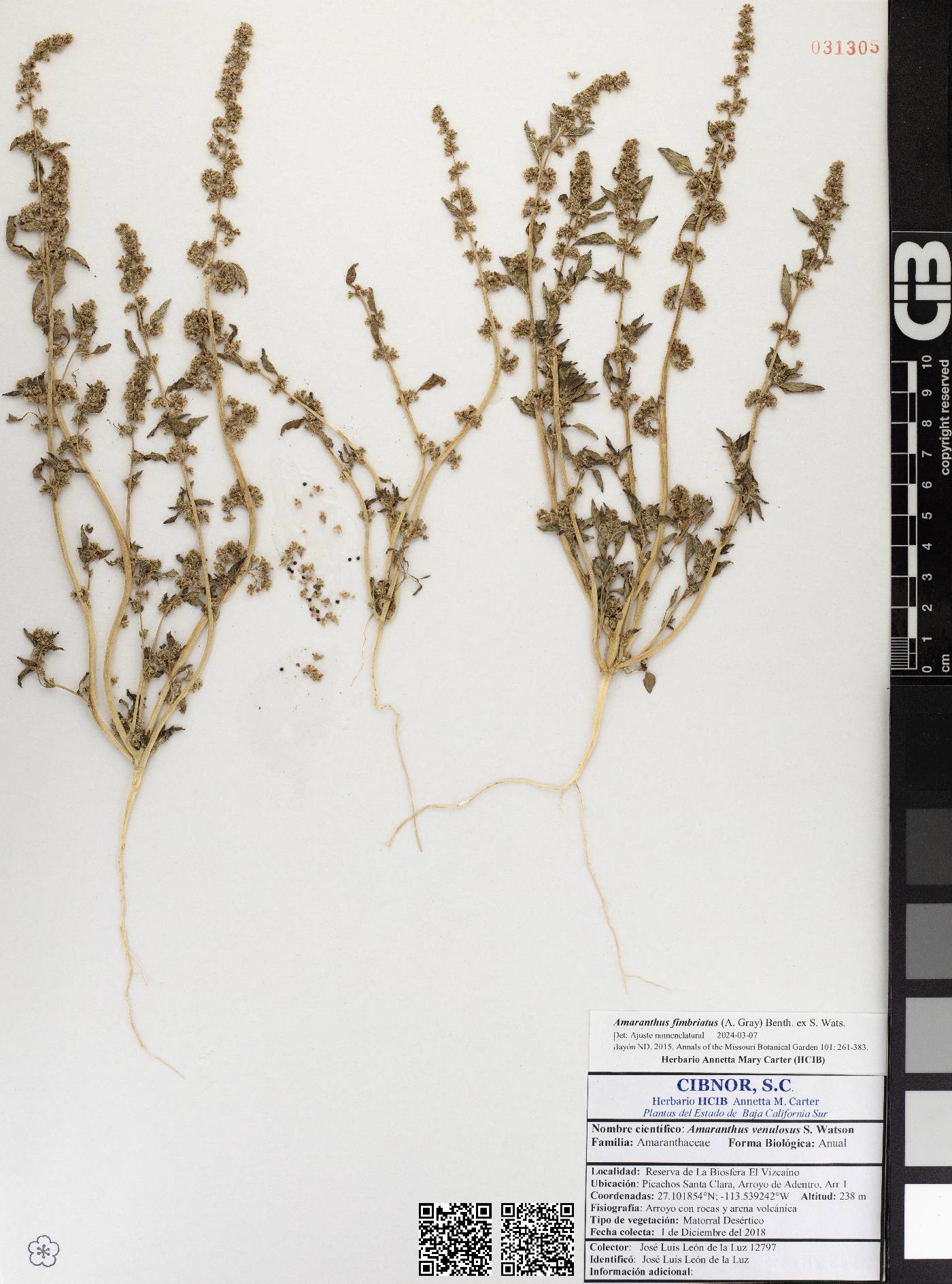 Amaranthus fimbriatus var. denticulatus image