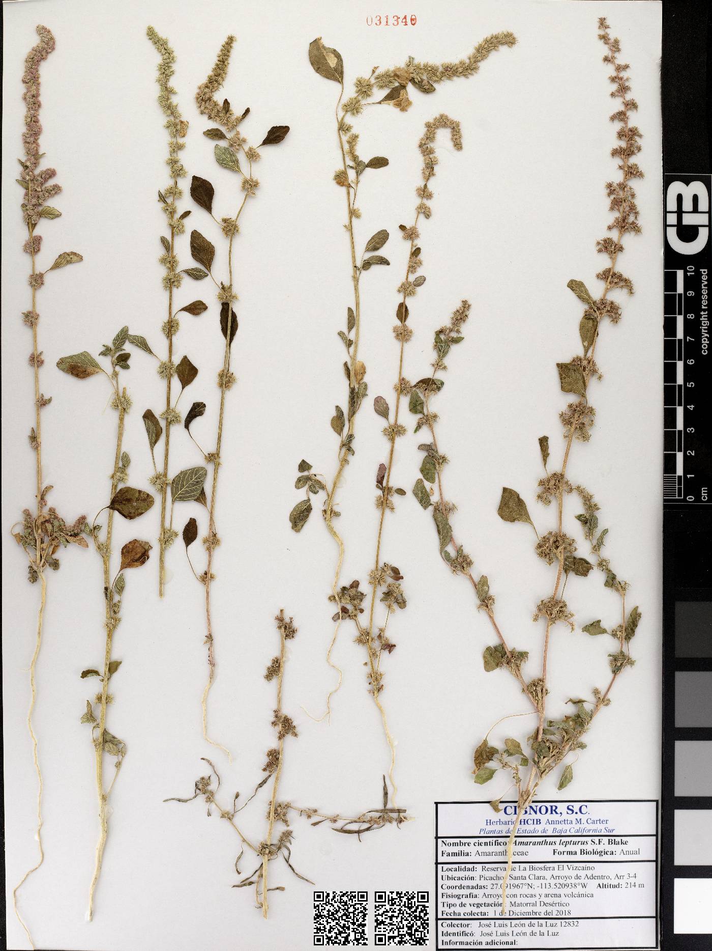 Amaranthus lepturus image