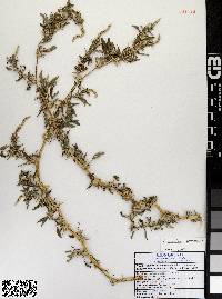 Amaranthus spinosus image